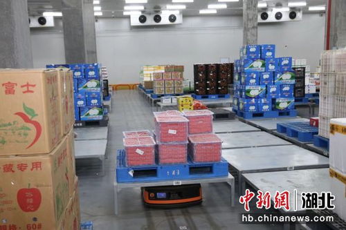 中新網湖北 實探湖北襄陽一生鮮物流中心 機器人助力分揀