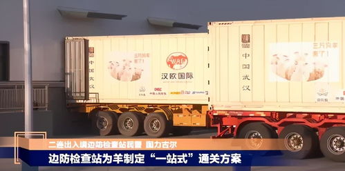恭喜湖北喜提30000只蒙古羊